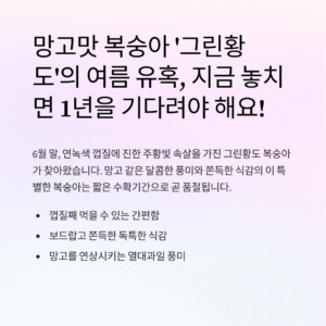 그린황도 복숭아 지금이 아니면 못 먹는 망고맛 복숭아, 그린황도의 여름 유혹